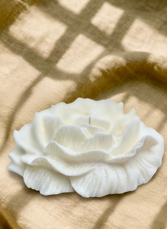 SUNLIT SUGARCANE ROSE