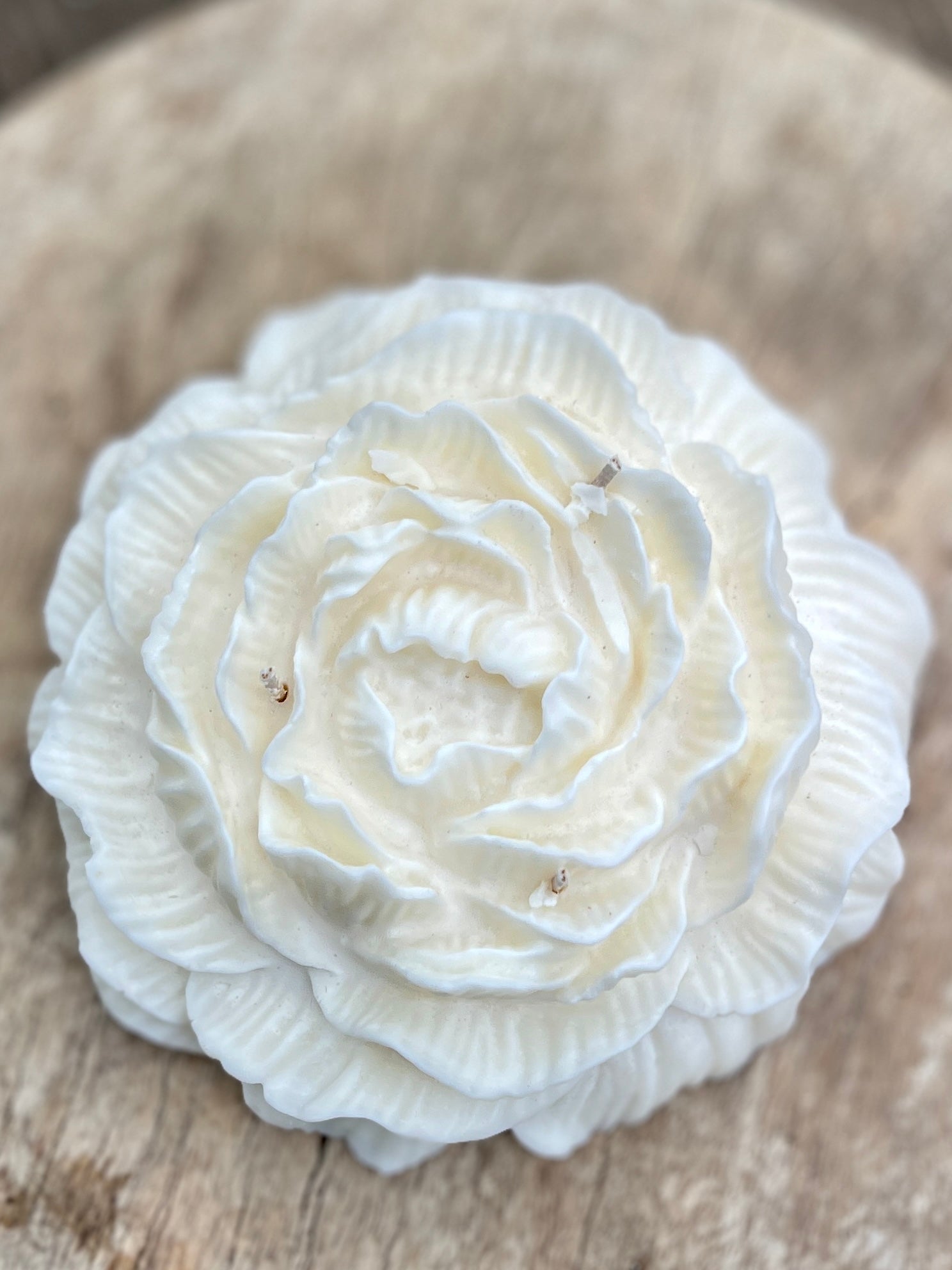 SUNLIT SUGARCANE ROSE