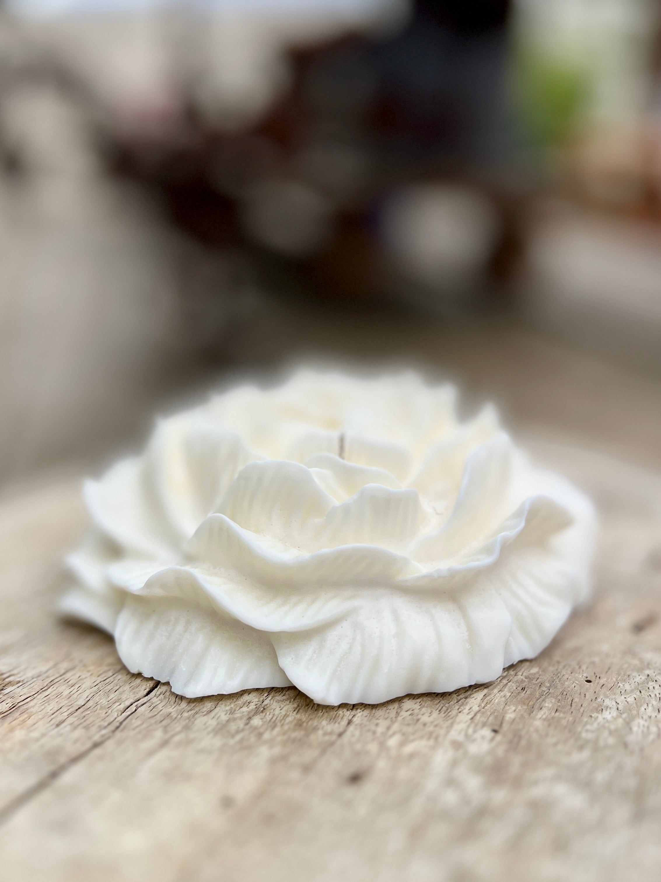 SUNLIT SUGARCANE ROSE